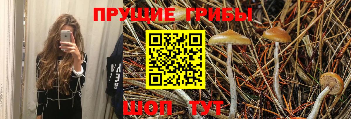 Псилоцибиновые грибы Psilocybine cubensis Кушва